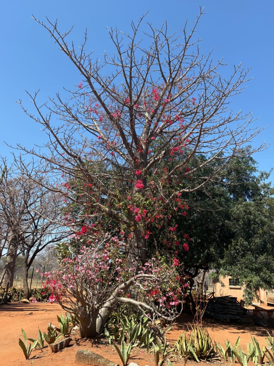 30 Bedroom Property for Sale in Alldays Limpopo