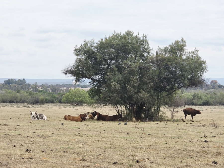 5 Bedroom Property for Sale in Modimolle Limpopo