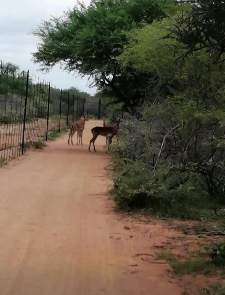 3 Bedroom Property for Sale in Marapong Limpopo