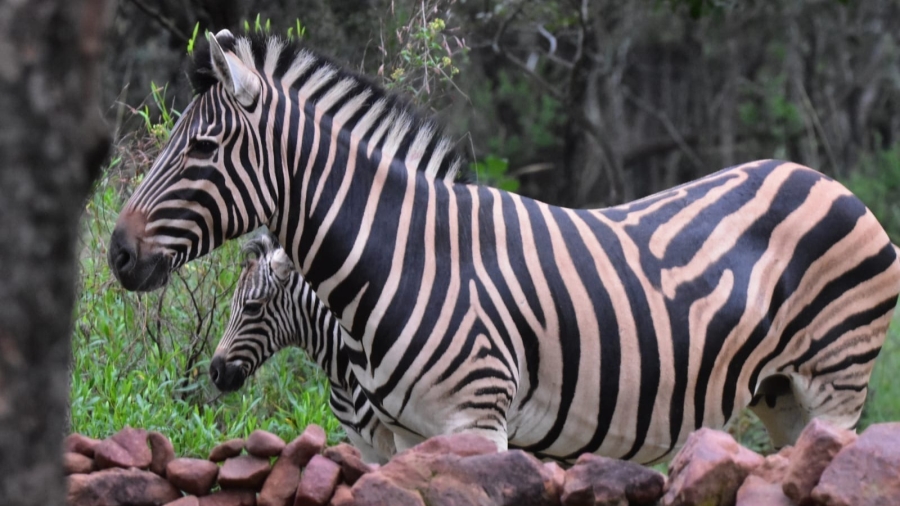 2 Bedroom Property for Sale in Koro Creek Golf Estate Limpopo