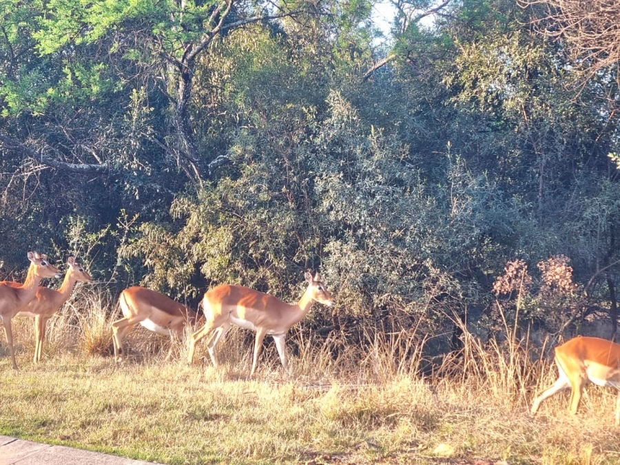 0 Bedroom Property for Sale in Koro Creek Golf Estate Limpopo