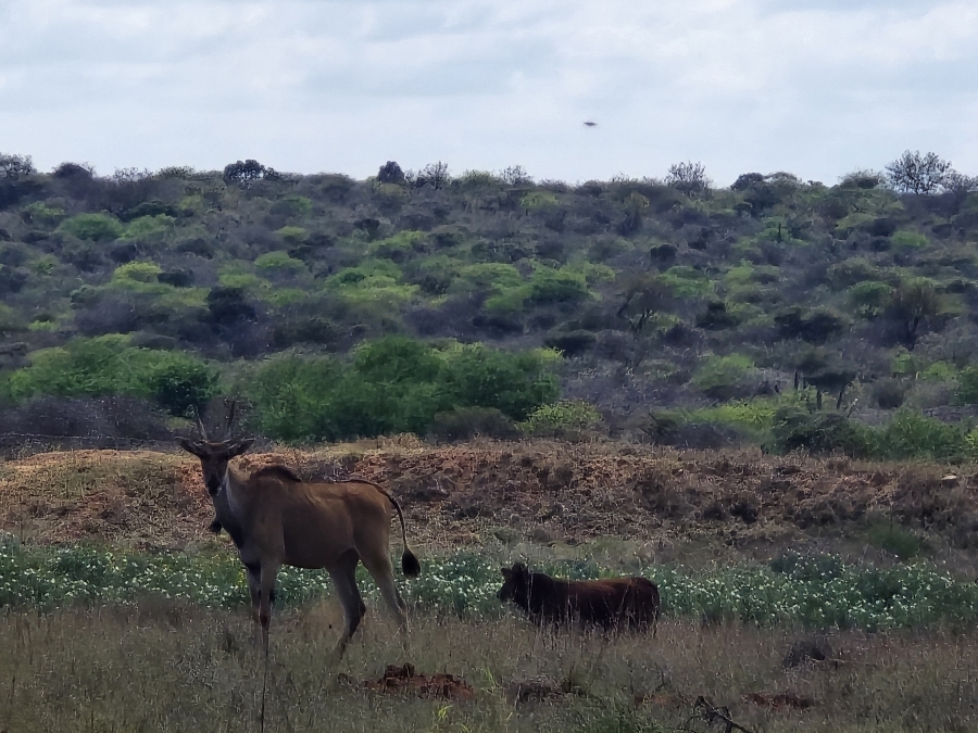 0 Bedroom Property for Sale in Dendron Limpopo