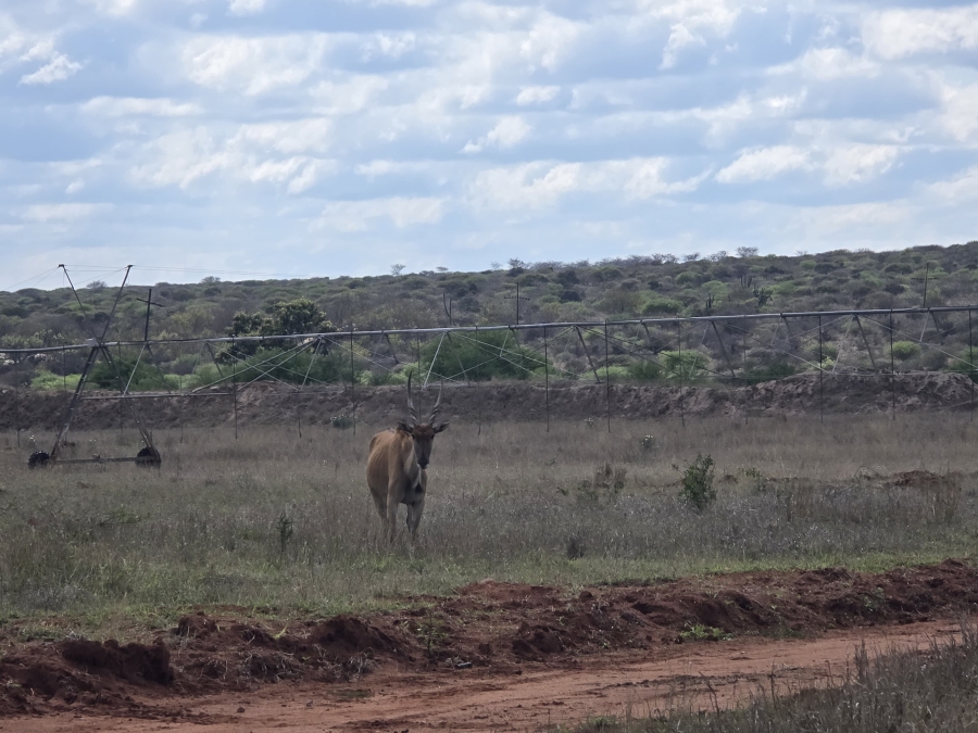 0 Bedroom Property for Sale in Dendron Limpopo
