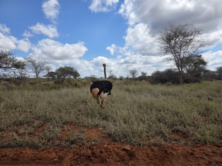 0 Bedroom Property for Sale in Dendron Limpopo