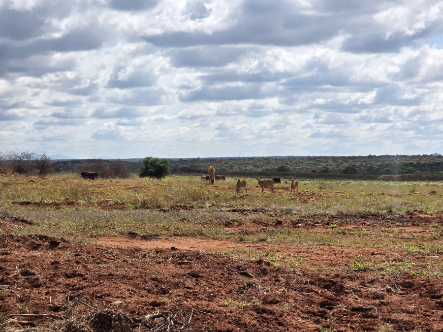 0 Bedroom Property for Sale in Dendron Limpopo