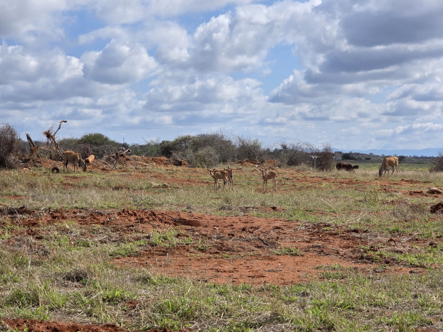 0 Bedroom Property for Sale in Dendron Limpopo