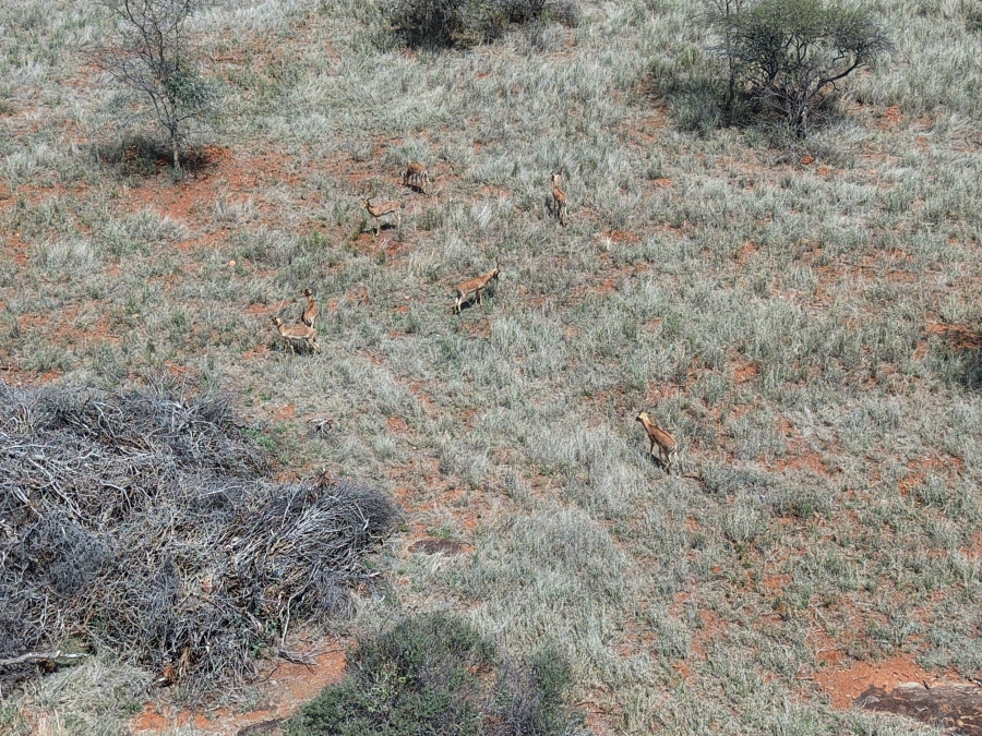 0 Bedroom Property for Sale in Dendron Limpopo