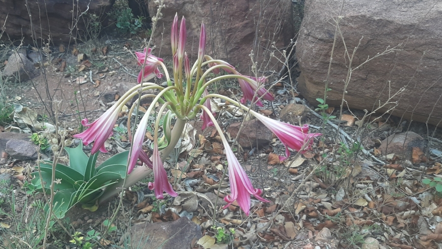3 Bedroom Property for Sale in Vaalwater Limpopo