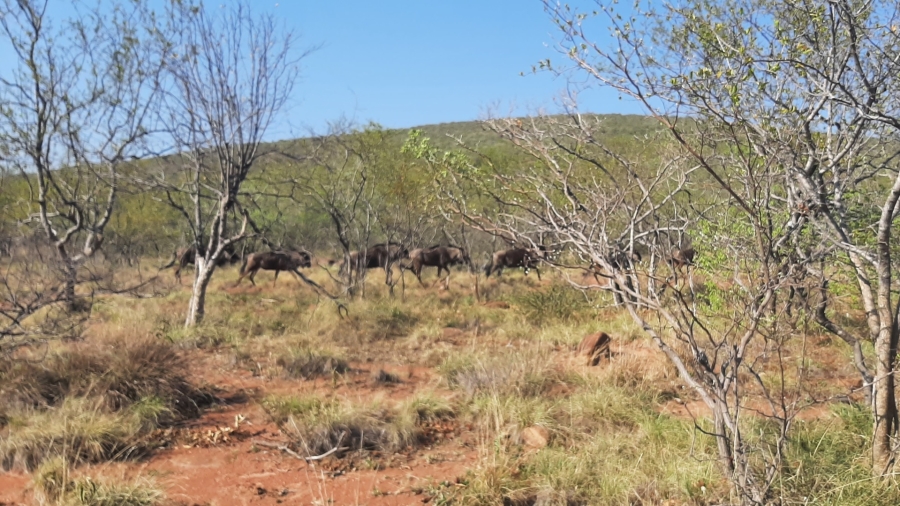 3 Bedroom Property for Sale in Vaalwater Limpopo