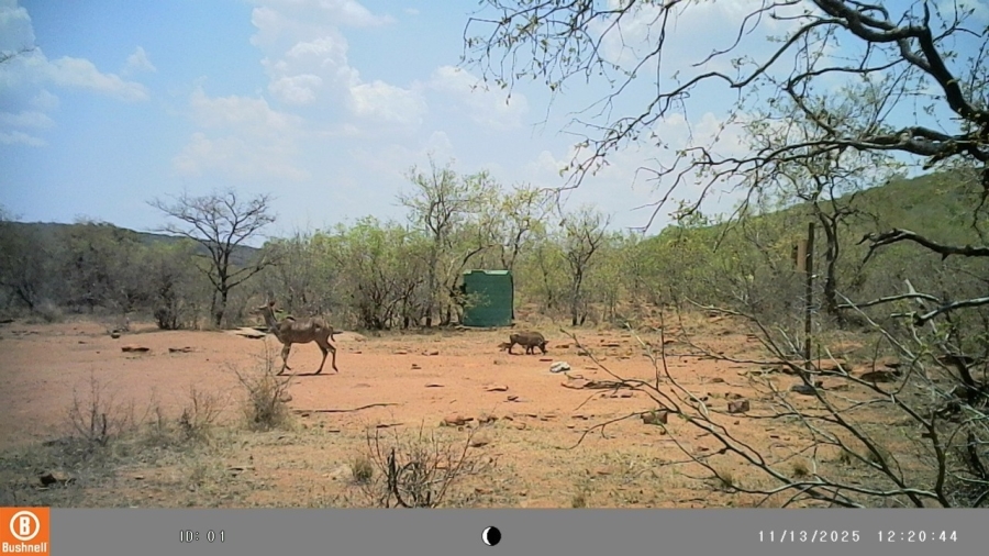 3 Bedroom Property for Sale in Vaalwater Limpopo