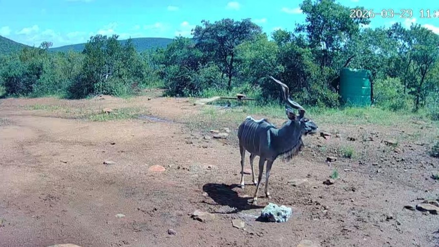3 Bedroom Property for Sale in Vaalwater Limpopo