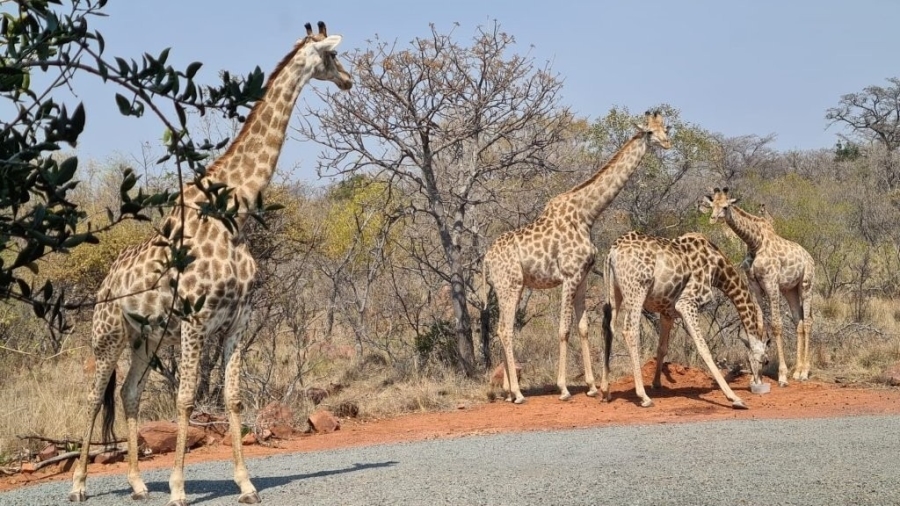0 Bedroom Property for Sale in Verloren Estate Limpopo