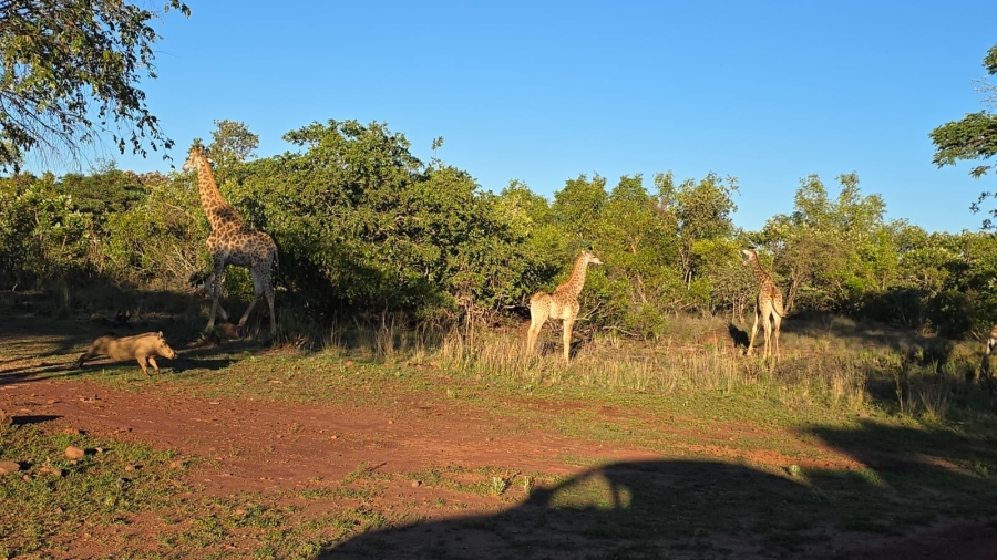 0 Bedroom Property for Sale in Verloren Estate Limpopo