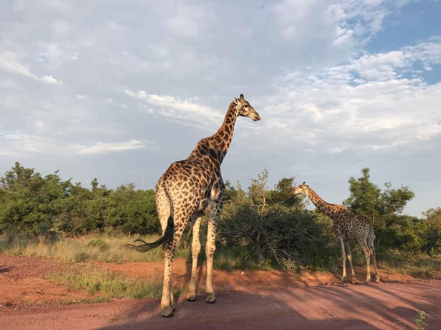 0 Bedroom Property for Sale in Verloren Estate Limpopo
