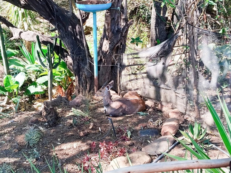 2 Bedroom Property for Sale in Mookgopong Limpopo
