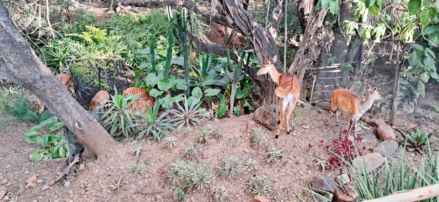 2 Bedroom Property for Sale in Mookgopong Limpopo