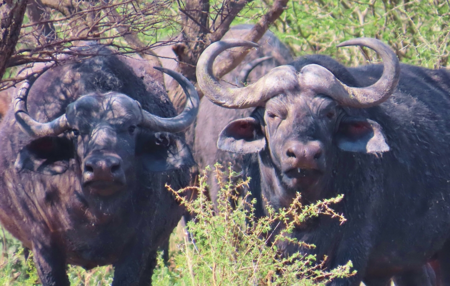 32 Bedroom Property for Sale in Thabazimbi Rural Limpopo