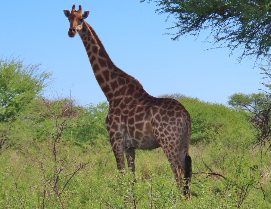 32 Bedroom Property for Sale in Thabazimbi Rural Limpopo