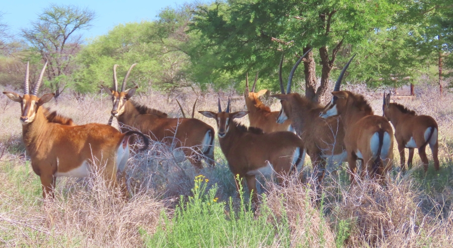 32 Bedroom Property for Sale in Thabazimbi Rural Limpopo