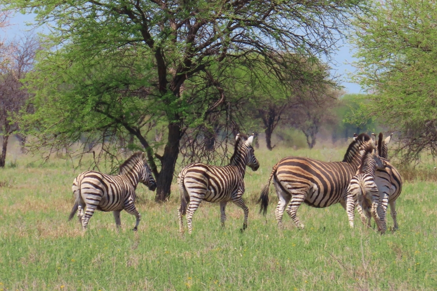32 Bedroom Property for Sale in Thabazimbi Rural Limpopo