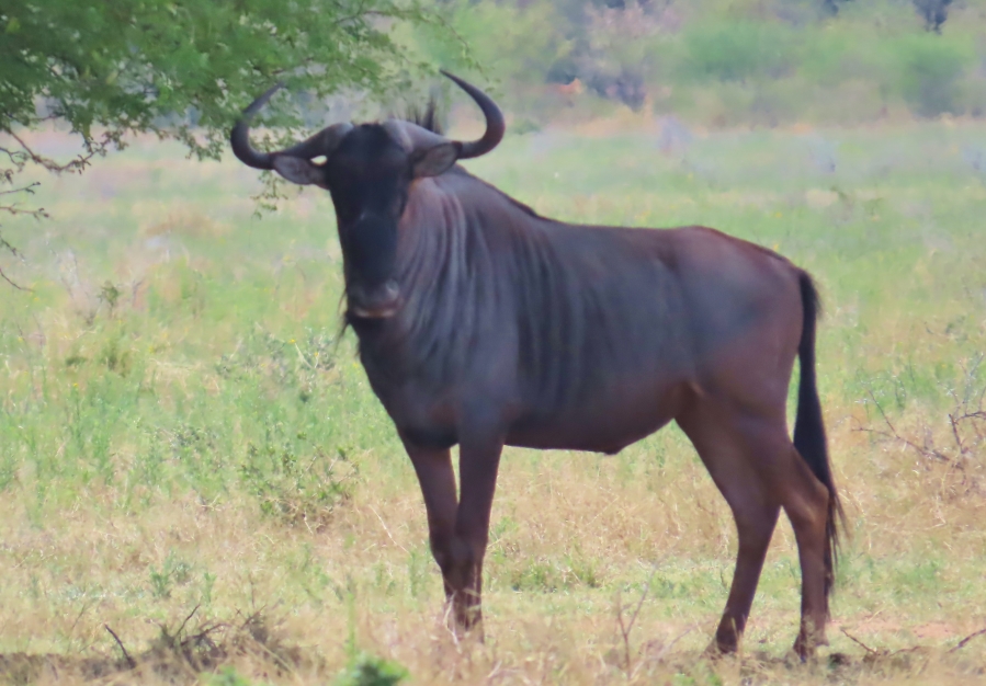32 Bedroom Property for Sale in Thabazimbi Rural Limpopo