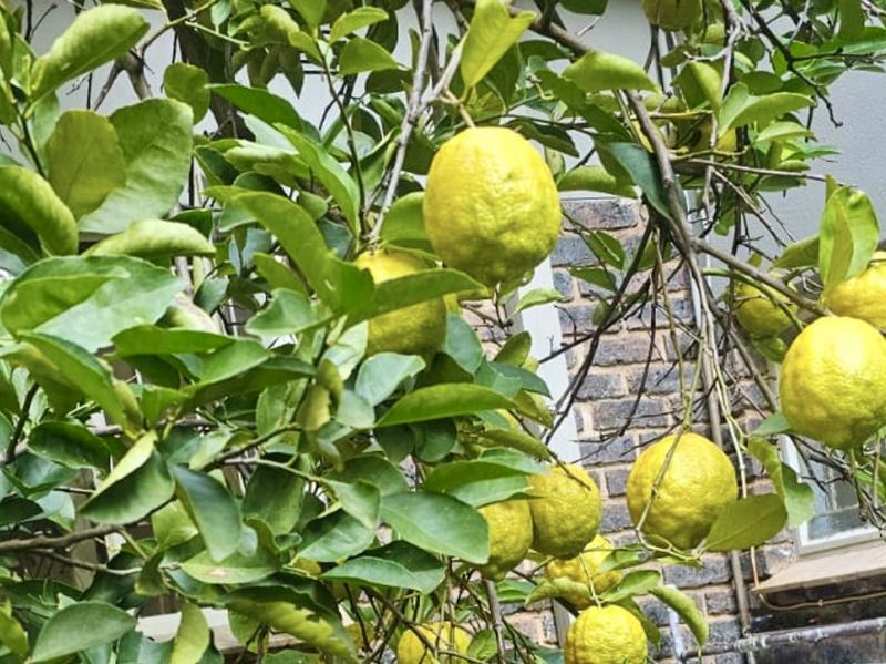 4 Bedroom Property for Sale in Thabazimbi Limpopo