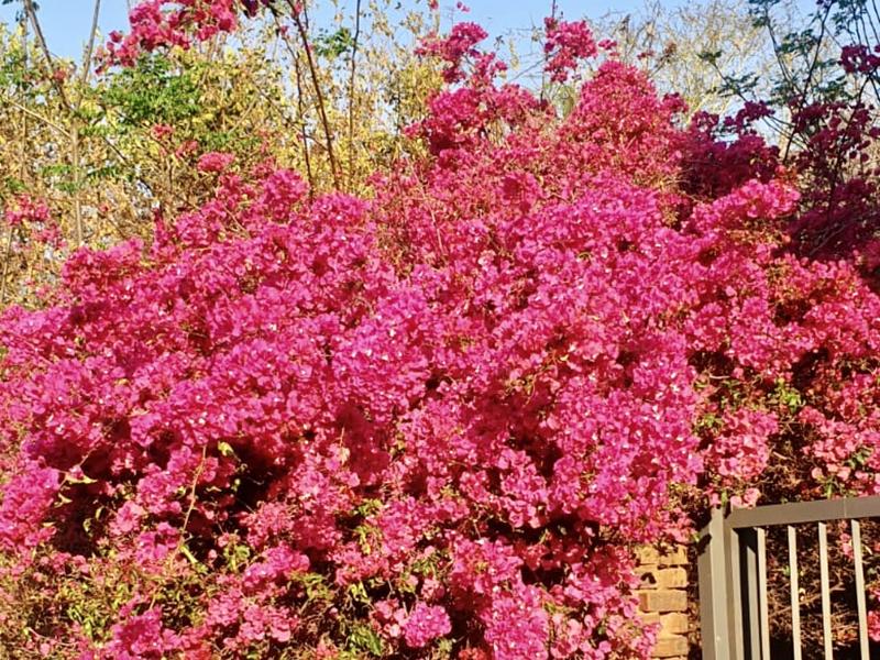 4 Bedroom Property for Sale in Thabazimbi Limpopo