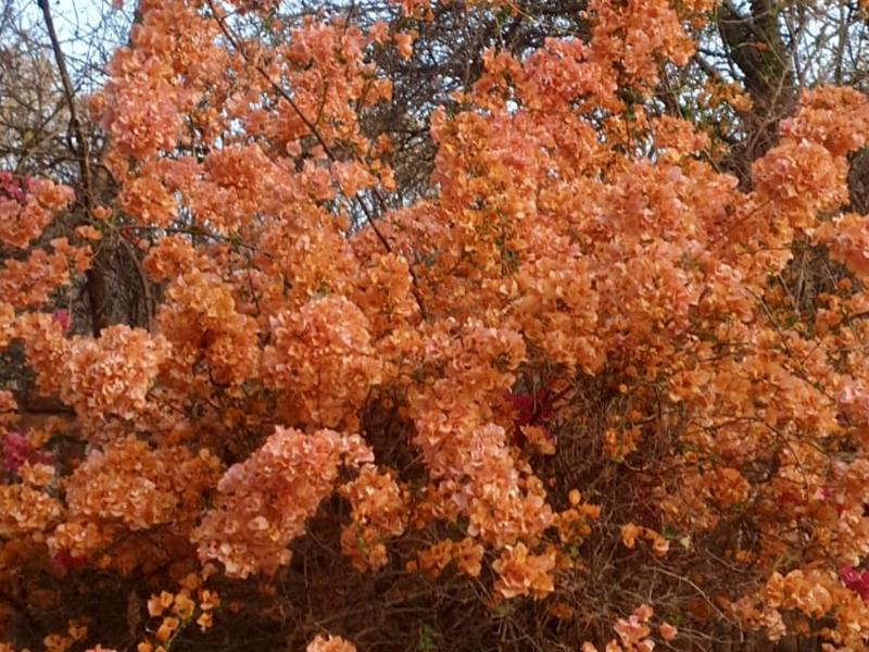 4 Bedroom Property for Sale in Thabazimbi Limpopo