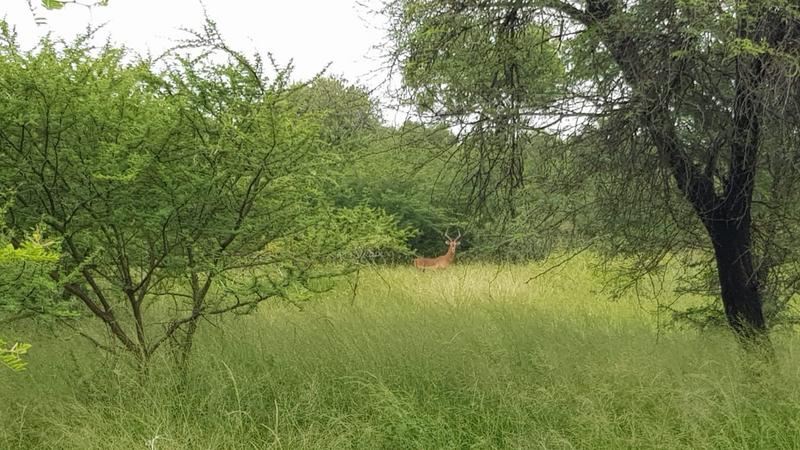 15 Bedroom Property for Sale in Croft Mohr Estate Limpopo