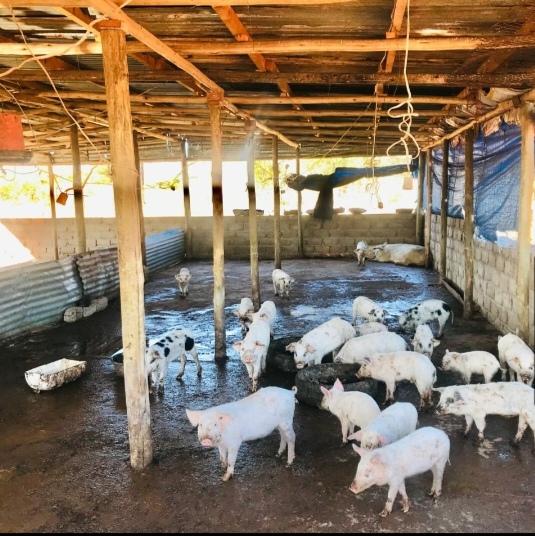 0 Bedroom Property for Sale in Lebowakgomo Limpopo