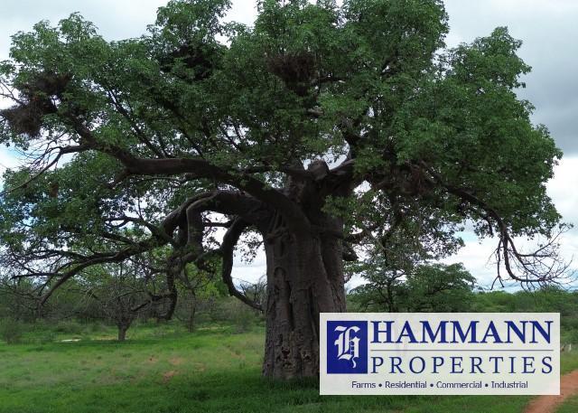 0 Bedroom Property for Sale in Musina Limpopo