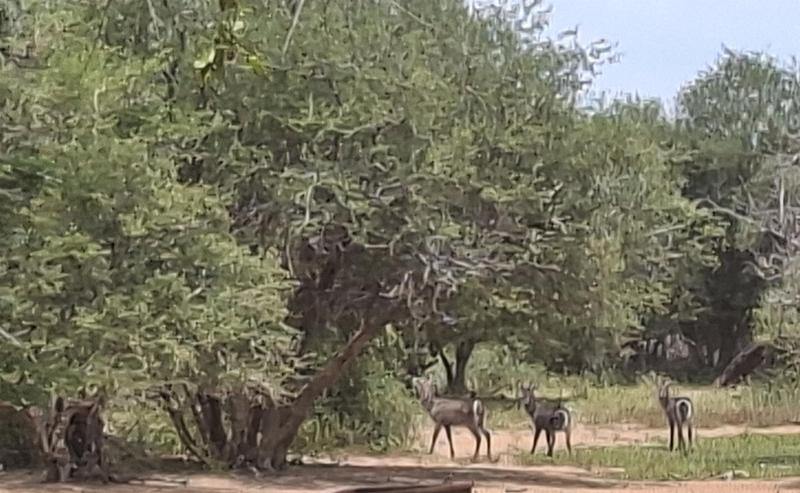 0 Bedroom Property for Sale in Lephalale Limpopo