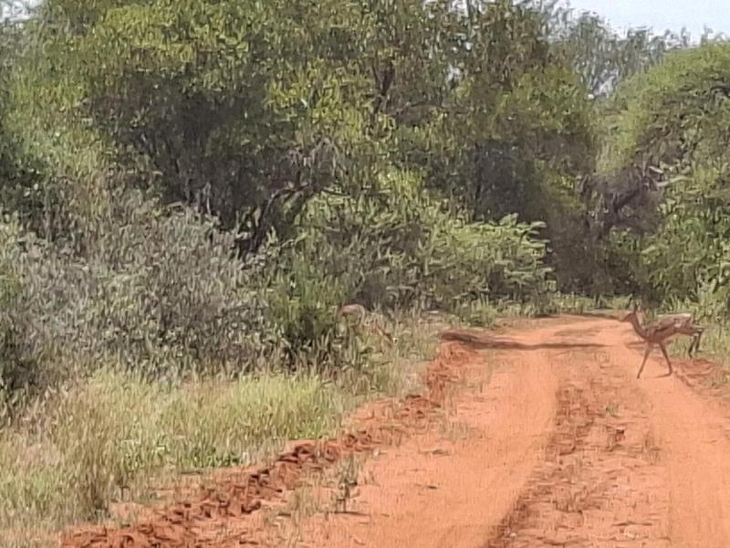 0 Bedroom Property for Sale in Lephalale Limpopo