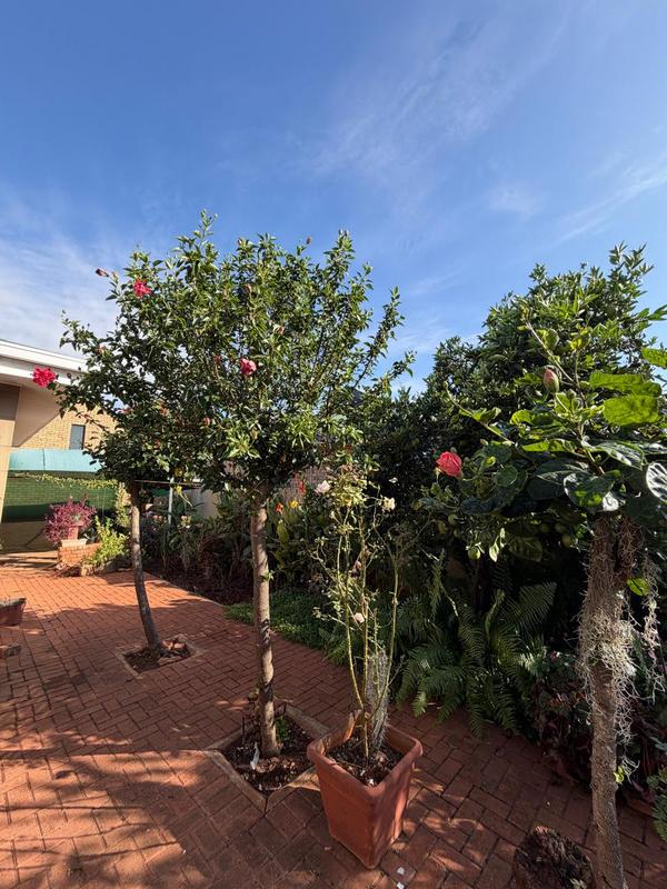 3 Bedroom Property for Sale in Kameeldoringpark Limpopo