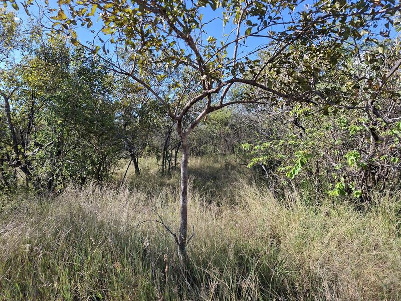 4 Bedroom Property for Sale in Vaalwater Limpopo