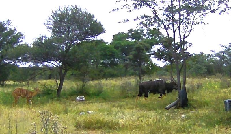 4 Bedroom Property for Sale in Vaalwater Limpopo