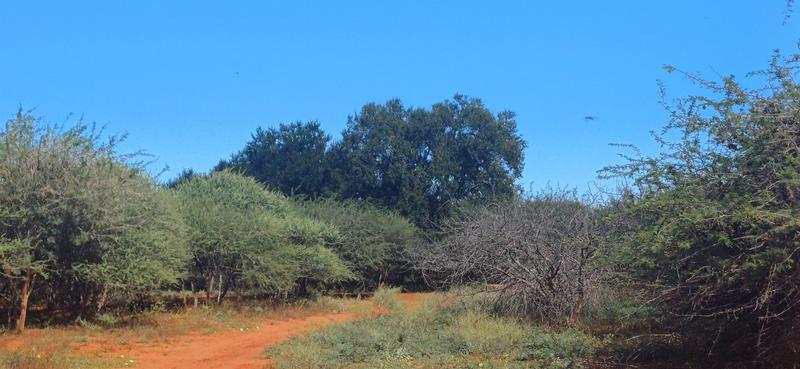 0 Bedroom Property for Sale in Marken Limpopo