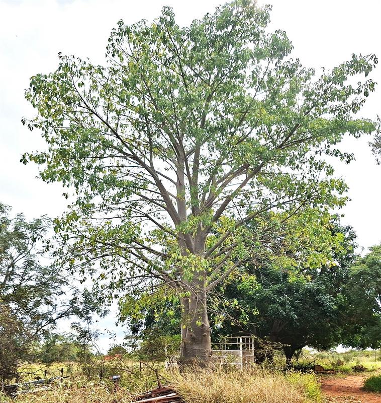 0 Bedroom Property for Sale in Baltimore Limpopo