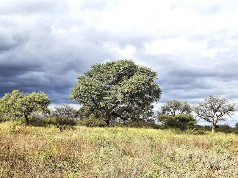 0 Bedroom Property for Sale in Baltimore Limpopo