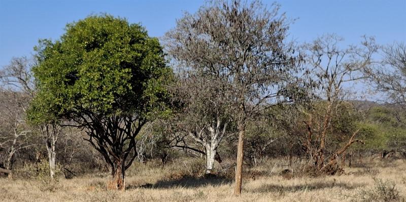0 Bedroom Property for Sale in Lephalale Limpopo