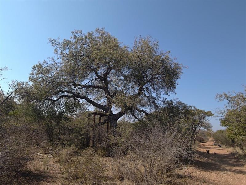 0 Bedroom Property for Sale in Lephalale Limpopo