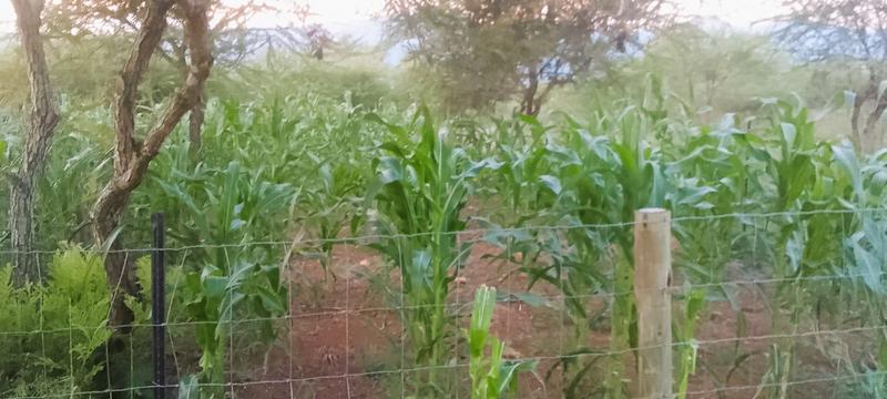0 Bedroom Property for Sale in Louis Trichardt Park Limpopo