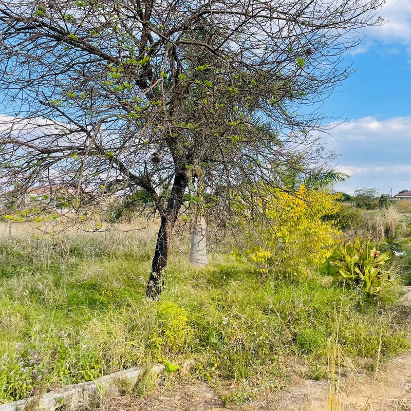 3 Bedroom Property for Sale in Mutoti Limpopo