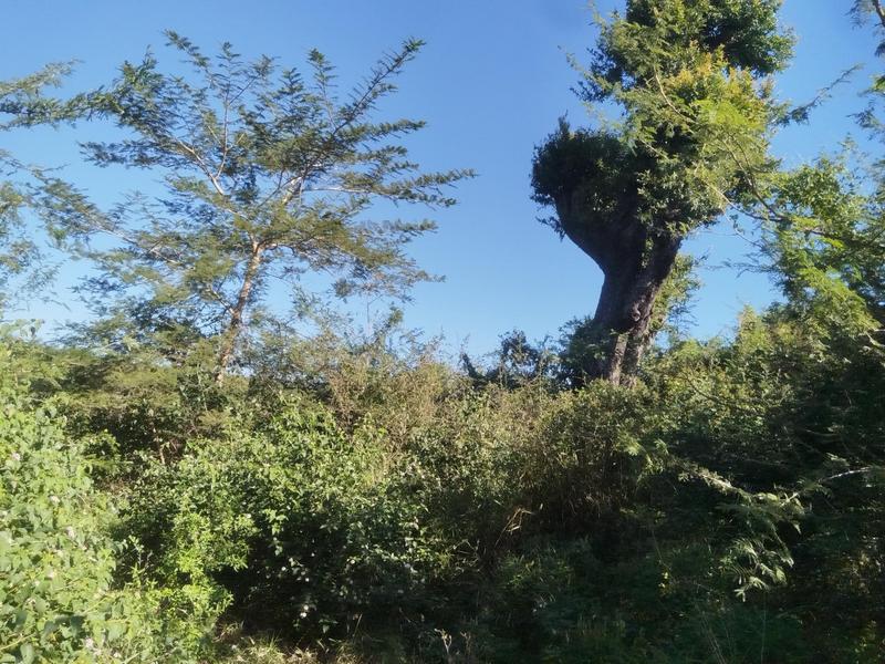 0 Bedroom Property for Sale in Tswinga Limpopo