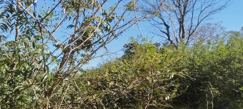 0 Bedroom Property for Sale in Tswinga Limpopo