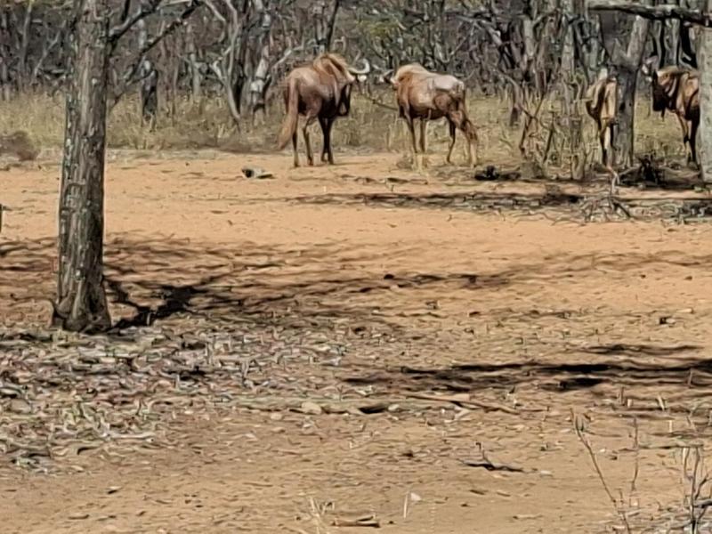 0 Bedroom Property for Sale in Lephalale Limpopo