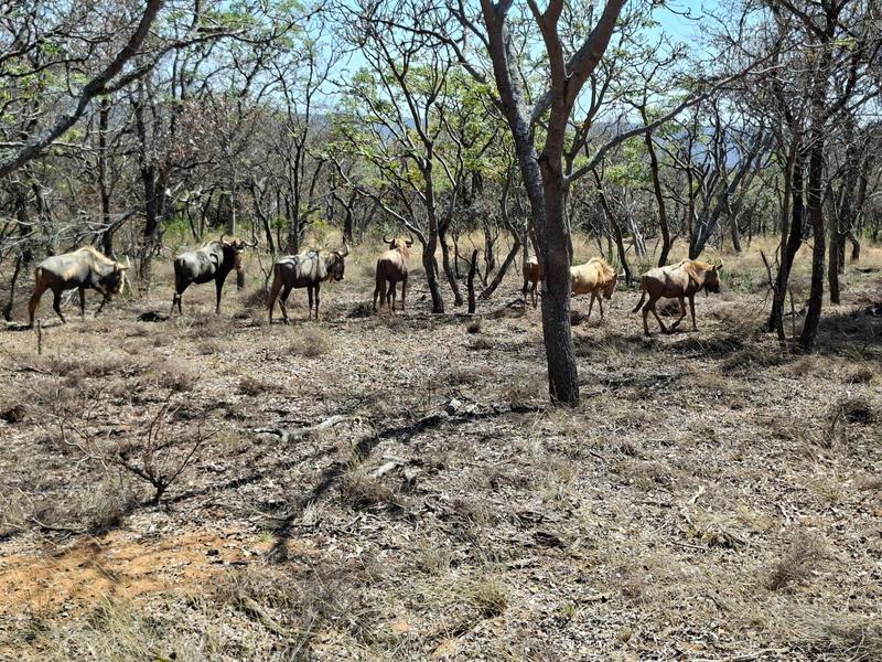 0 Bedroom Property for Sale in Lephalale Limpopo