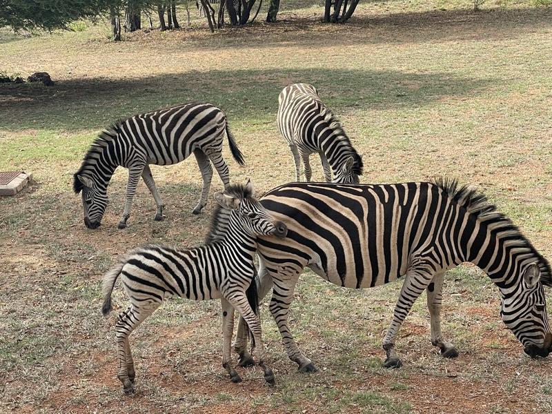Commercial Property for Sale in Bela Bela Limpopo