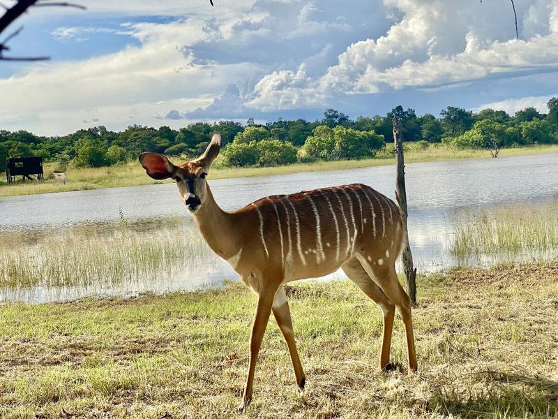 Commercial Property for Sale in Bela Bela Limpopo