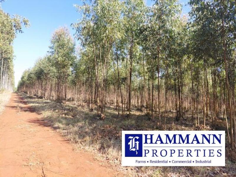 0 Bedroom Property for Sale in Louis Trichardt Limpopo